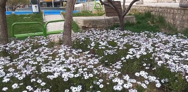 عکس طبیعت لارستان