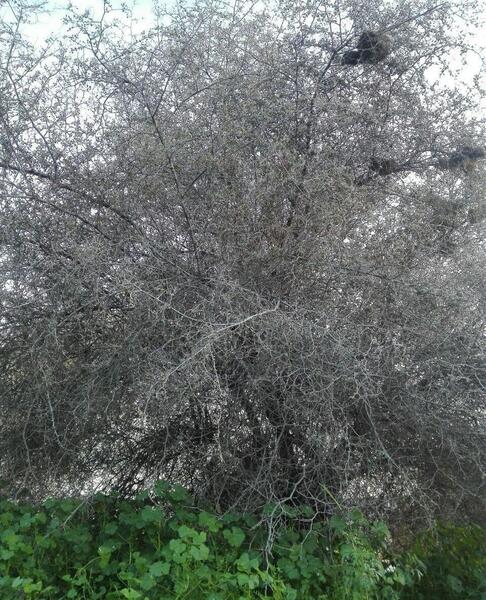 عکس طبیعت لارستان