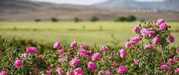 عکس از طبیعت معمولی