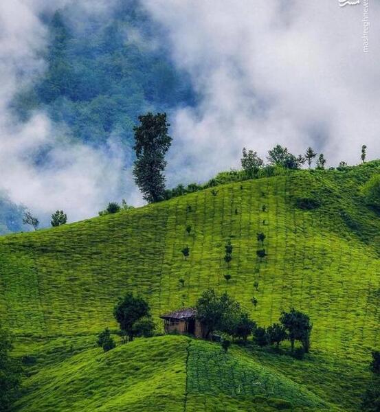 عکس از طبیعت لنگرود
