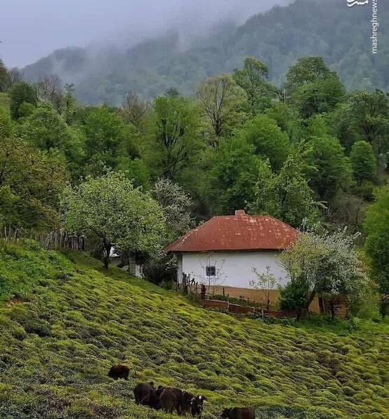 عکس از طبیعت لنگرود