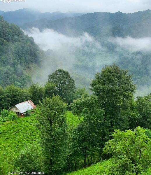 عکس از طبیعت لنگرود