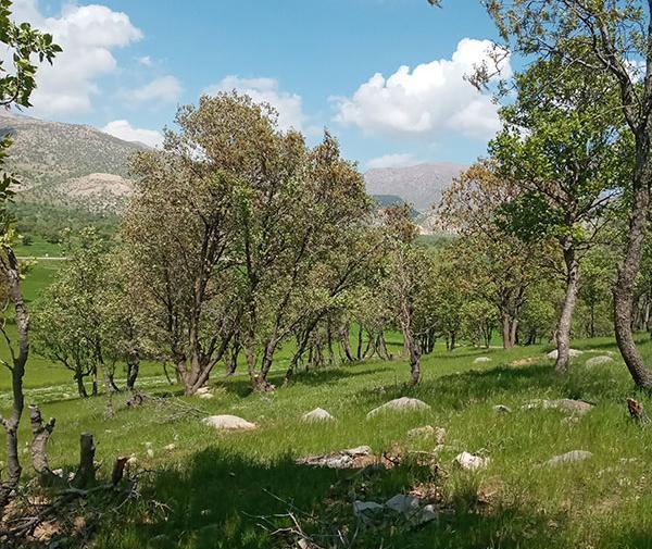 عکس طبیعت بکر لردگان