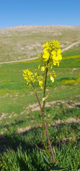 عکس طبیعت کوهدشت
