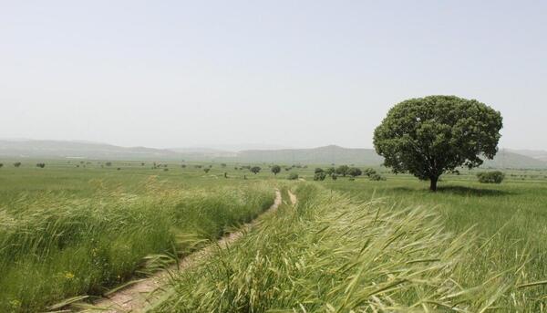 عکس طبیعت کوهدشت