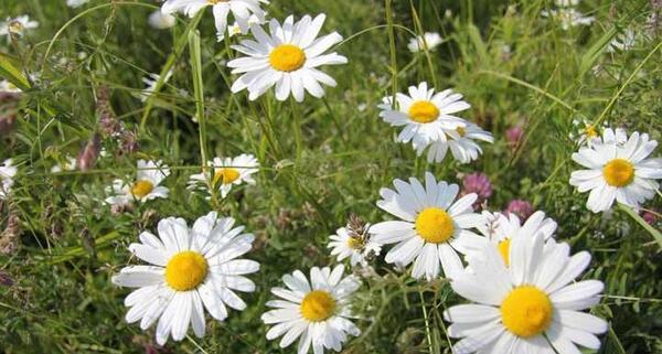 عکس طبیعت گل بابونه