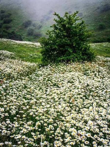 عکس طبیعت گل بابونه