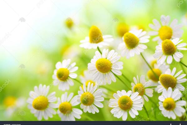 عکس طبیعت گل بابونه