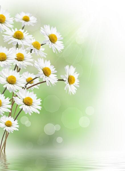 عکس طبیعت گل بابونه