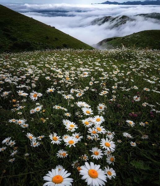 عکس طبیعت گل بابونه