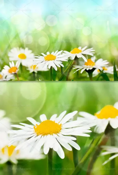 عکس طبیعت گل بابونه