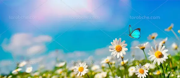 عکس طبیعت گل بابونه