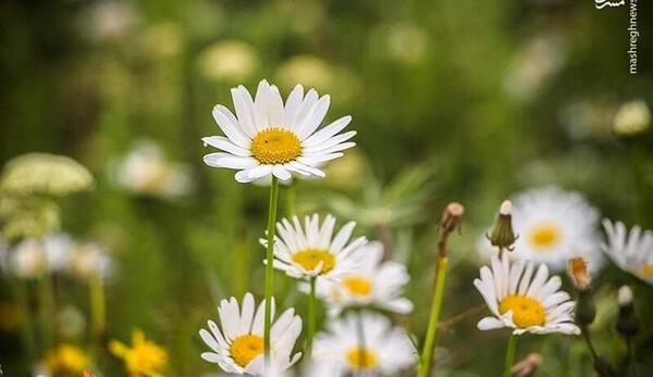 عکس طبیعت گل بابونه