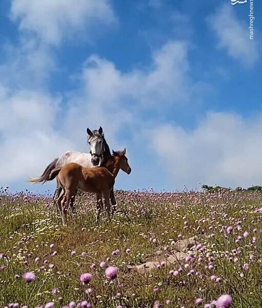 عکس طبیعت گل بابونه