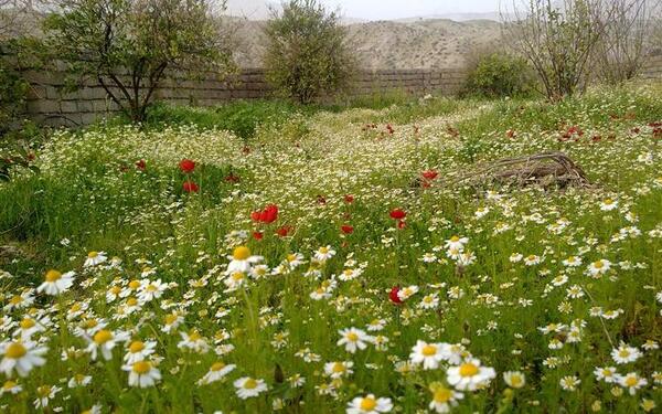 عکس طبیعت گل بابونه