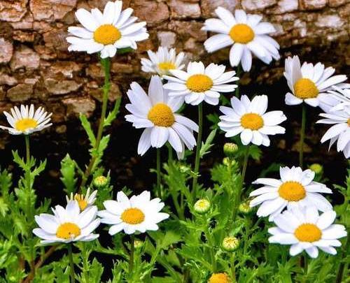 عکس طبیعت گل بابونه