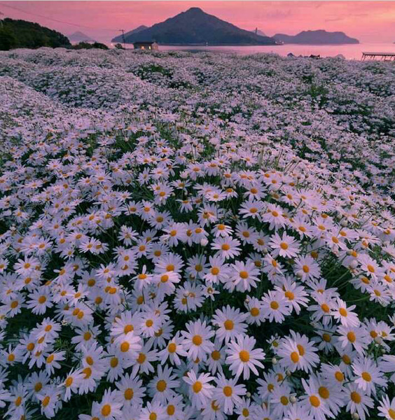 عکس طبیعت گل بابونه