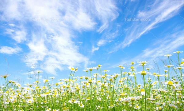 عکس طبیعت گل بابونه