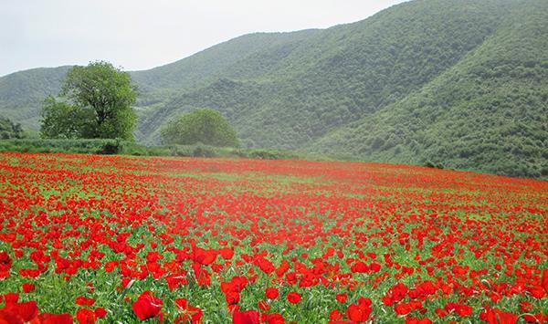 عکس های طبیعت استان گلستان