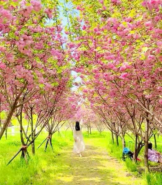 عکس از طبیعت کره جنوبی
