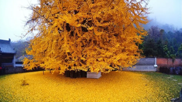 عکس طبیعت کره ی جنوبی