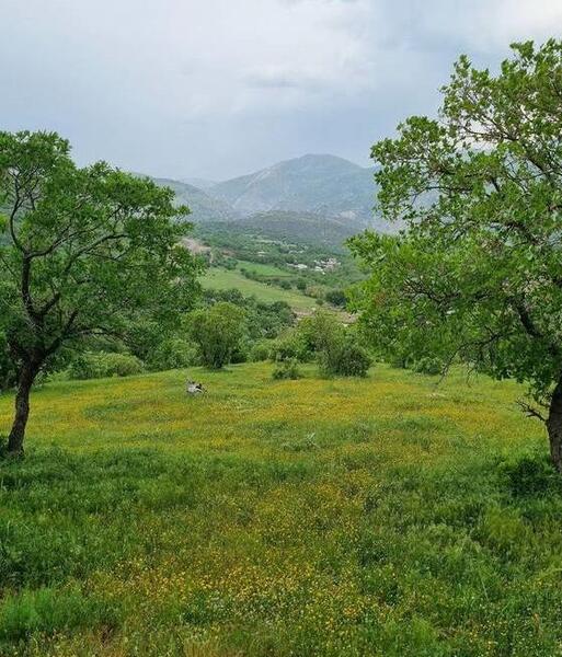 عکس طبیعت بکر کرمانشاه