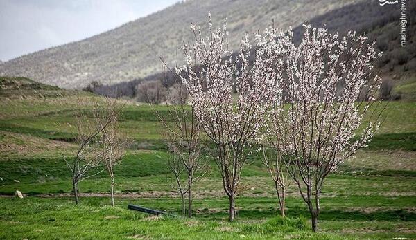 عکس طبیعت بکر کرمانشاه