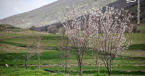 عکس فیک طبیعت بهاری