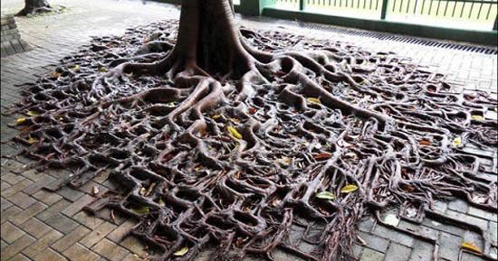 عکس طبیعت عجیب و زیبا