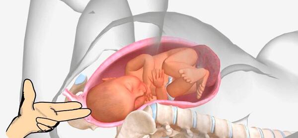 عکس زایمان طبیعی از روبرو لحظه خروج نوزاد