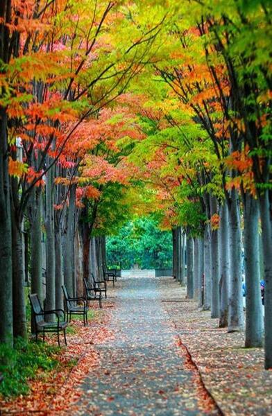 عکس پس زمینه طبیعت طبیعی