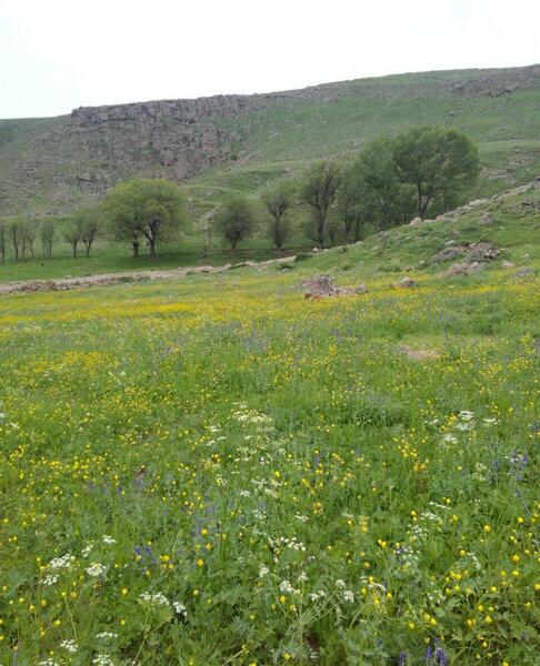 عکس از طبیعت صحرا
