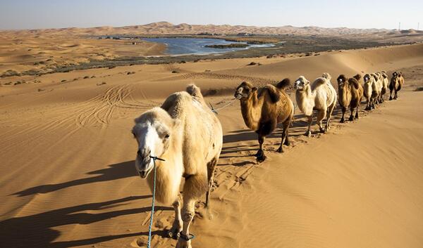 عکس از طبیعت صحرا