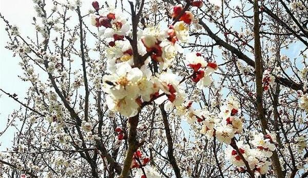 عکس طبیعت با شکوفه