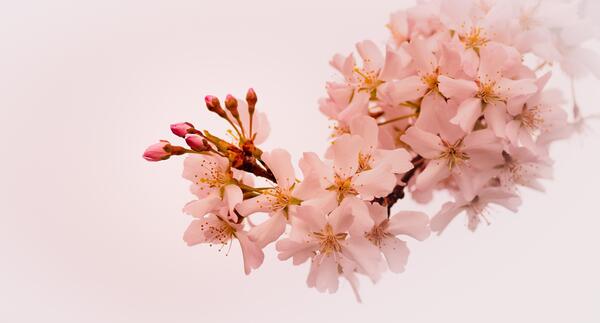 عکس طبیعت با شکوفه