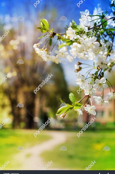 عکس طبیعت با شکوفه