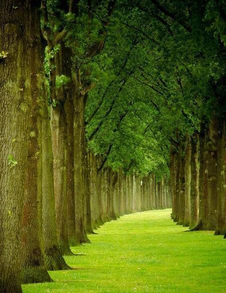 عکس زمینه طبیعت سبز