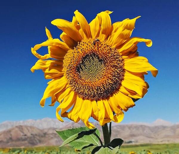 عکس طبیعت با کیفیت بالا برای دسکتاپ