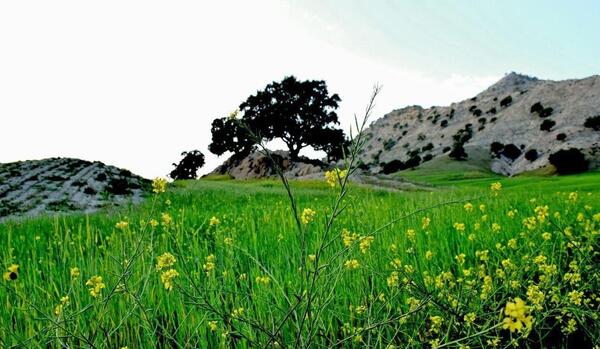 عکس طبیعت بهاری ایلام