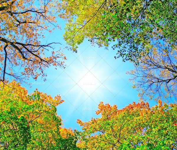 طبیعت عکس درخت زیبا برای پروفایل