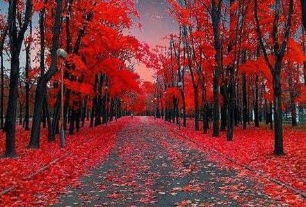 طبیعت عکس درخت زیبا برای پروفایل