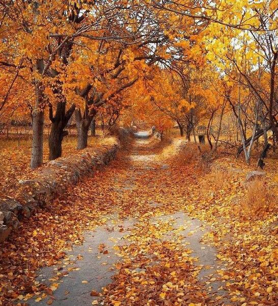عکس خوشگل طبیعت پاییزی