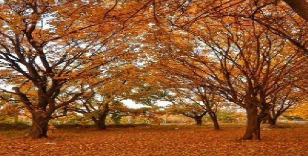 عکس خوشگل طبیعت پاییزی