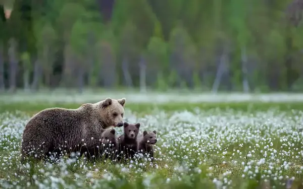 عکس حرفه ای از طبیعت