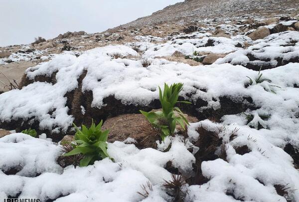 عکس طبیعت برفی سپیدان