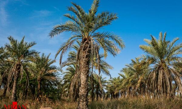 عکس طبیعت آبادان