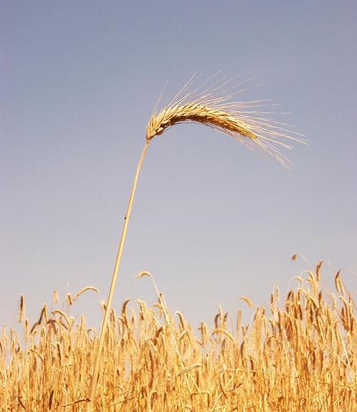 عکس ساقه طلایی ساده