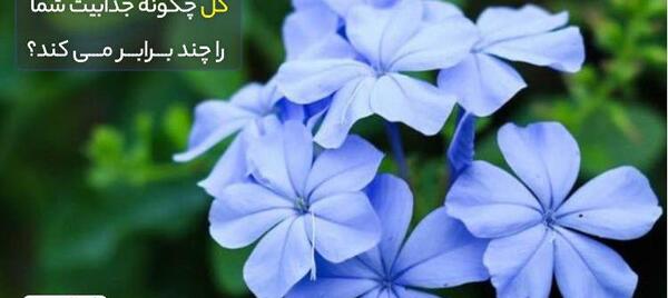 عکس گل ساده قشنگ