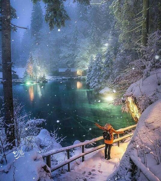 عکس شب برفی جنگل