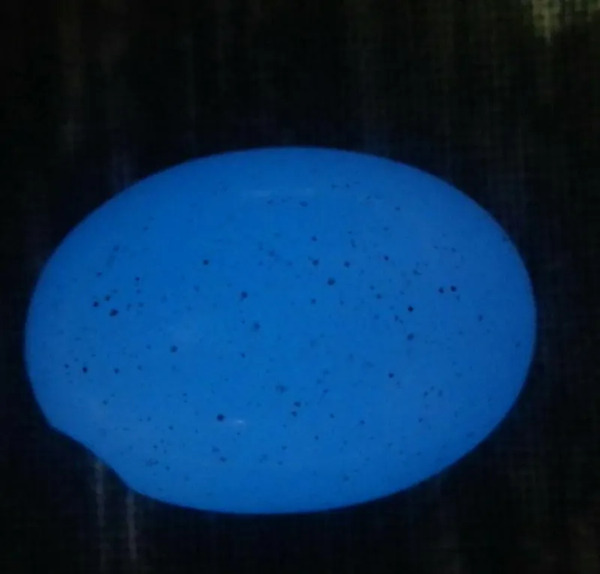 عکس گوهر شب چراغ اصل